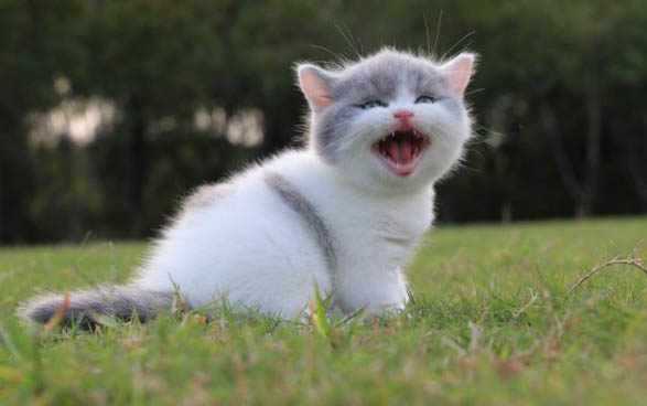 猫咪为什么喜欢拍屁股