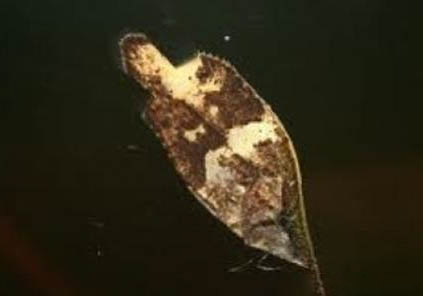 鱼烂尾病用什么药