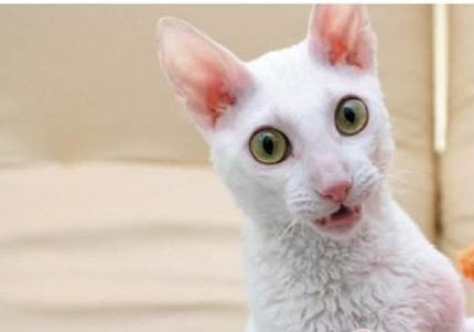 德文卷毛猫有哪些历史起源