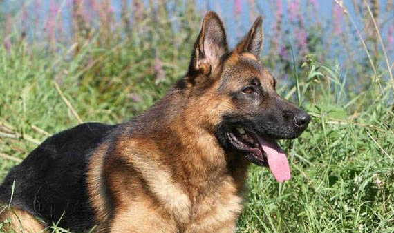 德国牧羊犬适合家养吗