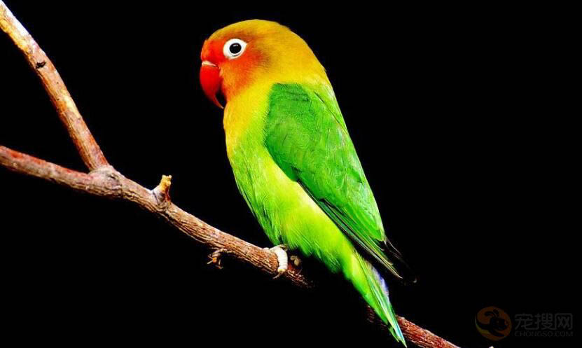 金头凯克鹦鹉会说话吗