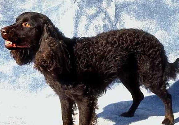 阿富汗猎犬多少钱一只幼崽