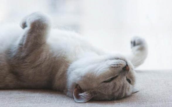 猫不戴伊丽莎白圈怎么办