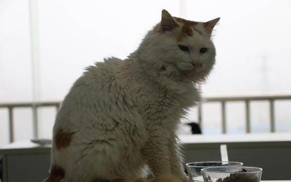 猫咪喝酒了要多久恢复
