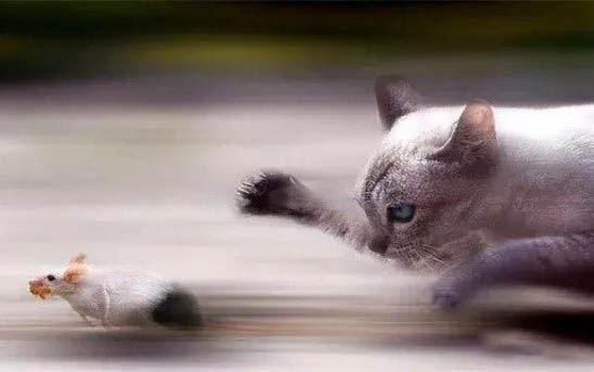 猫咪换猫粮后呕吐不吃东西了