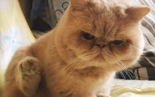加菲猫好养吗