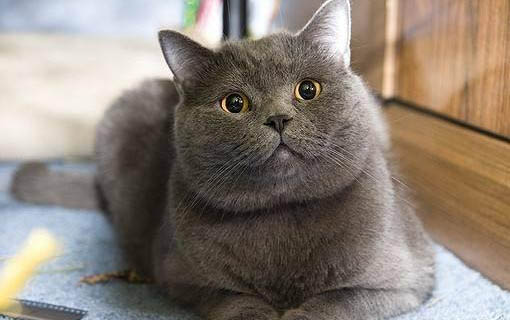猫咪为什么吹风扇一会就感觉凉快