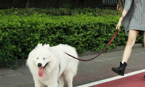 狗打虫药多久吃一次