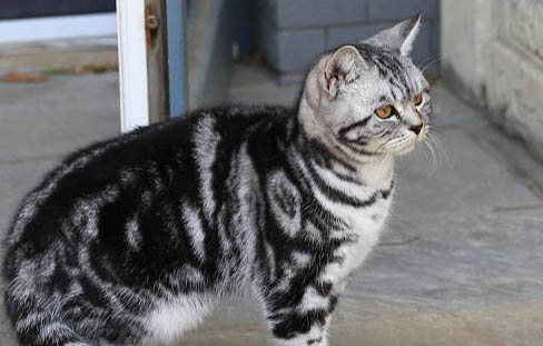 猫怀孕的时候屁股出血了为什么