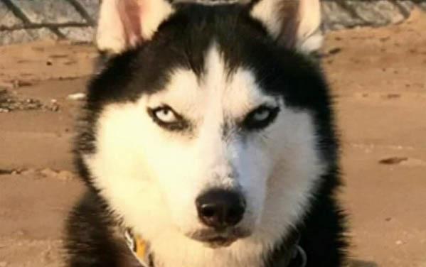 哈士奇犬胆小怎么办
