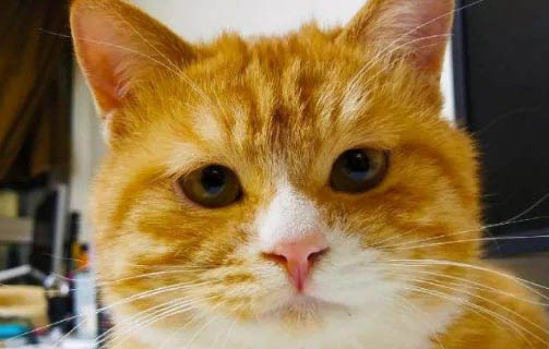 猫粮没了可以用什么代替一下
