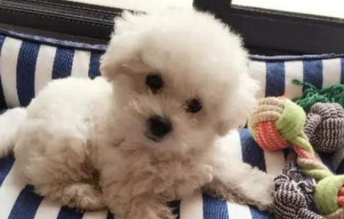 狗狗正常的体温是多少