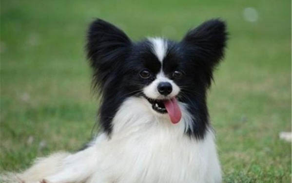蝴蝶犬幼犬几个月耳朵直起来