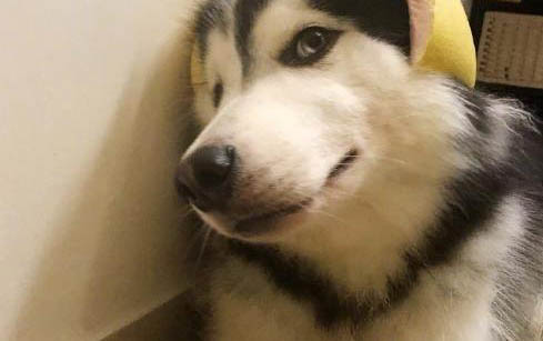 狗狗好几天不吃东西了怎么办呀