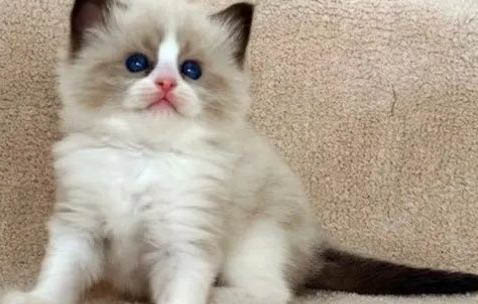刚生出来的小猫会不会叫