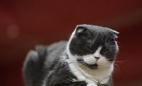 猫咪为什么自闭了还会叫呢