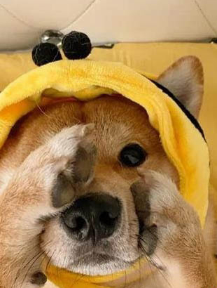 有多少种狗品种?