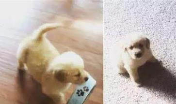 狗狗晕车咋办?