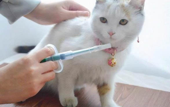 小猫一夜之间瘫痪了,原因竟是……