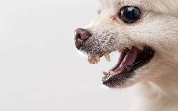 狗狗多久打一次狂犬疫苗