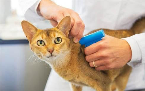 猫咪为什么会害怕打雷