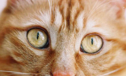 如何治疗猫咪耳螨