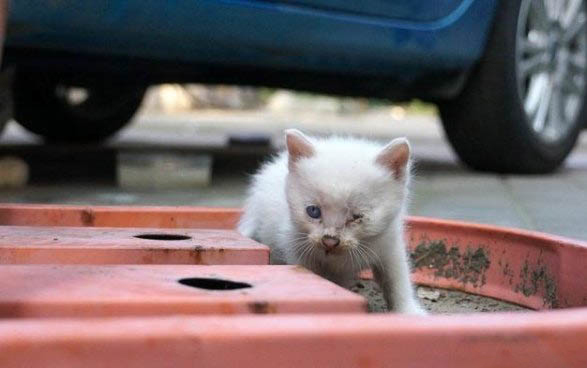 养猫的方法大全