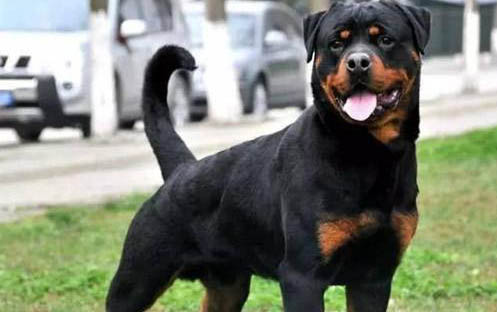 罗威纳犬价格多少钱一只？