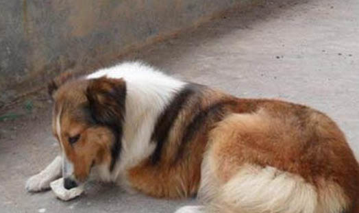 狗狗得了细小自救方法
