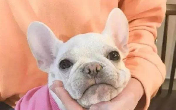 斗牛马士提夫犬怎么训练才听话