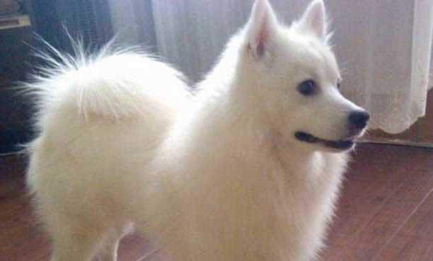 一般银狐犬多少钱一只