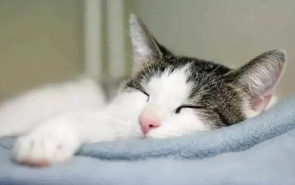 猫咪下巴毛打结怎么办