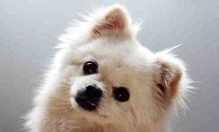 狗狗喜欢吃什么食物