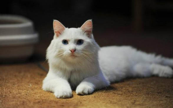 小猫脐带干了10天没掉正常吗怎么办