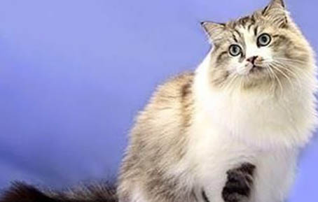 三个月的猫适合吃什么