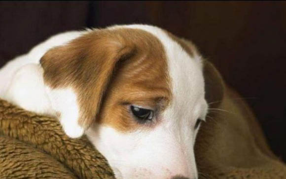 幼犬得了球虫多久能治好啊