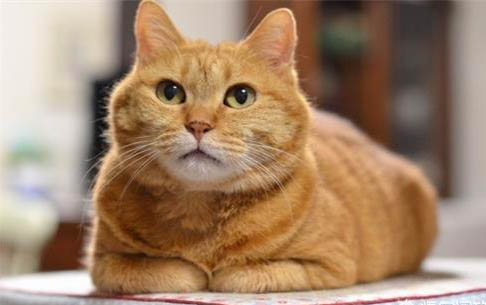 猫咪能不能吃鸡胸肉呢