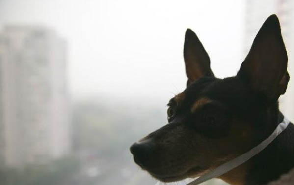 狗狗洗澡多少钱