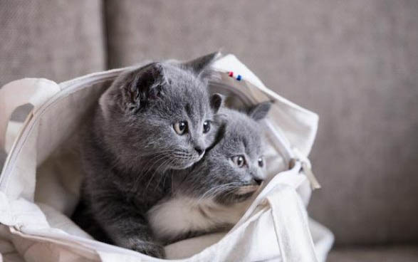 小猫打疫苗间隔多长时间
