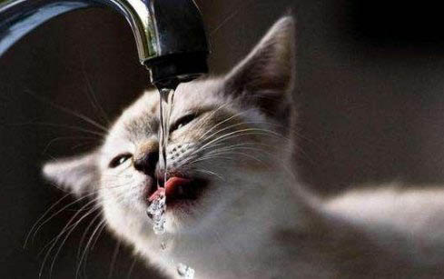 如何读懂猫咪