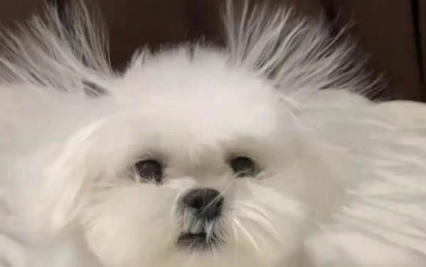 如何挑选太仓小犬狗粮呢视频