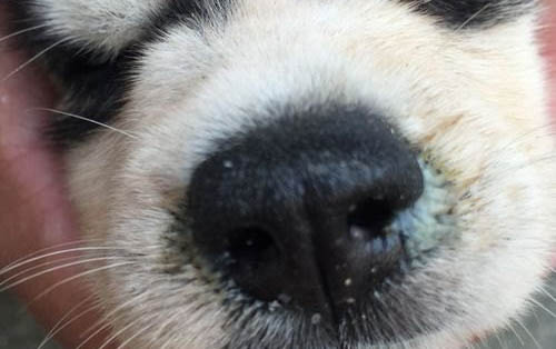 狗狗为什么不吃生肉