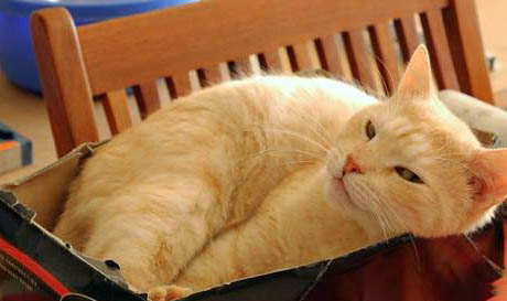 猫得了猫传腹是什么症状