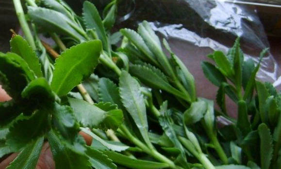 如何让狗洗澡