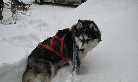 雪橇犬三傻指哪三傻