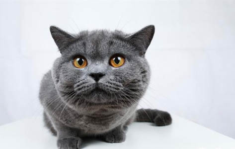 英短虎斑和美短虎斑的区别