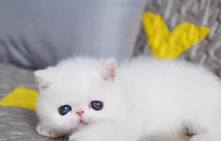 猫咪吃猫条上瘾了主人应该怎么办