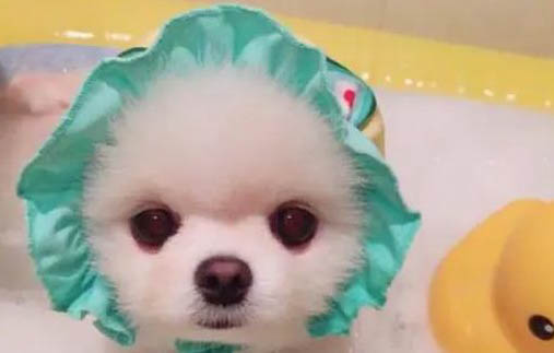 狗狗一周吃几次钙片?狗狗缺钙症状?
