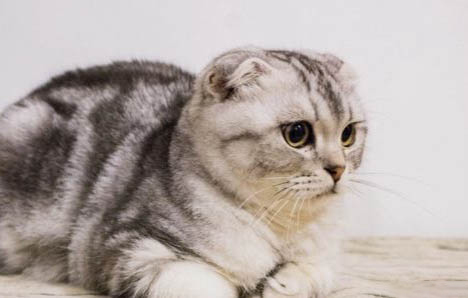 折耳猫配种的方法