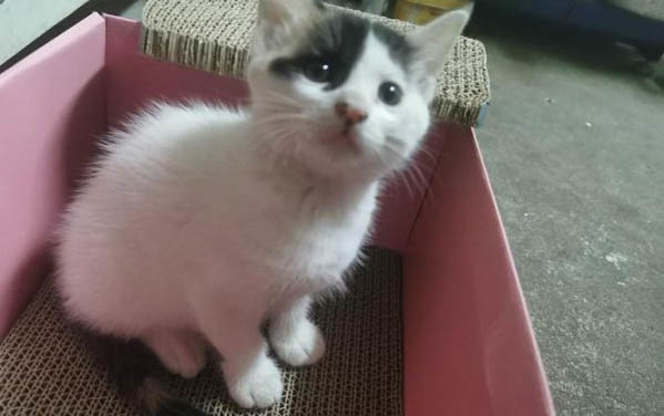 一个月小猫拉肚子怎么办